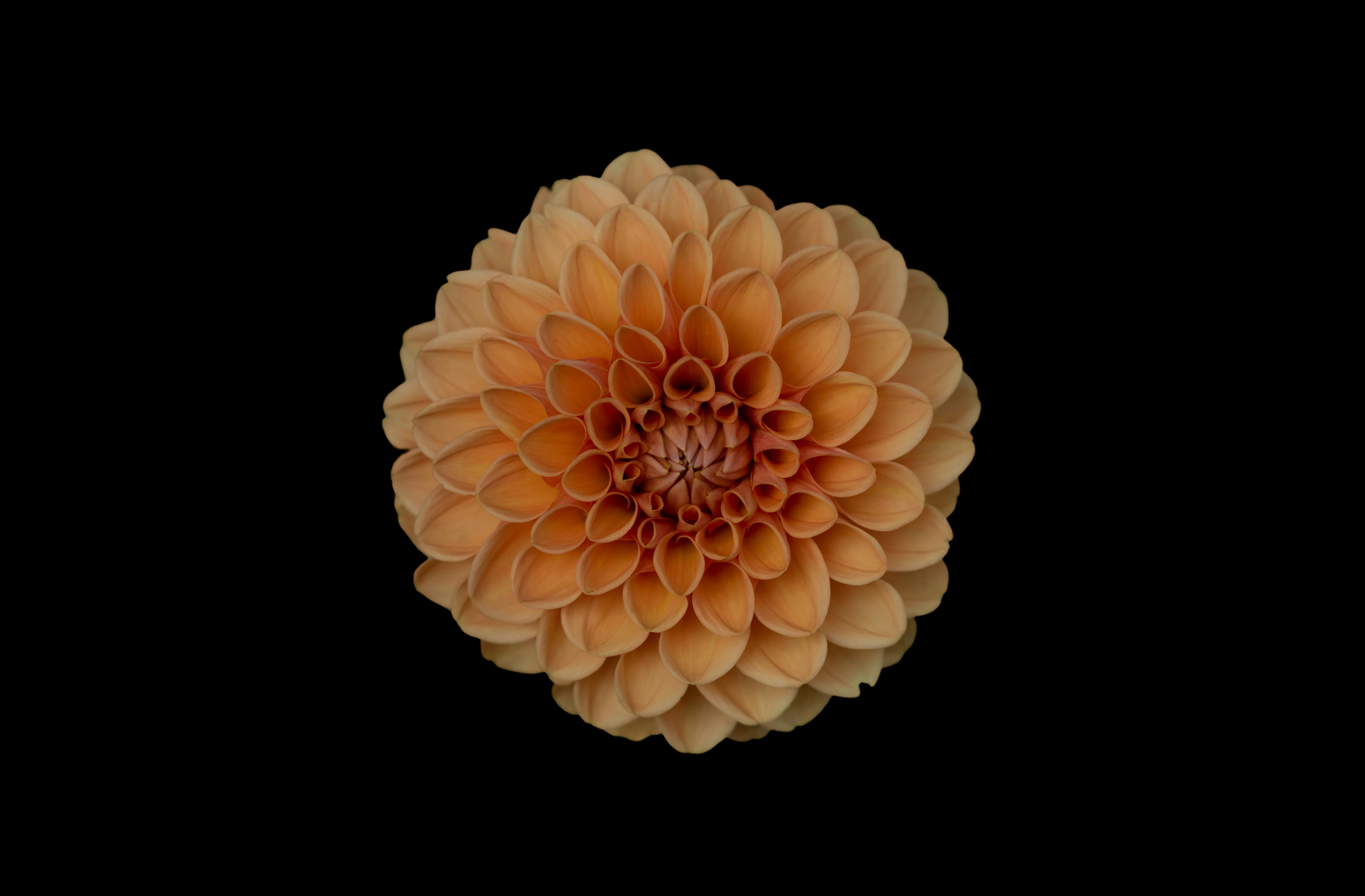 closeup photo of orange cluster petaled flower